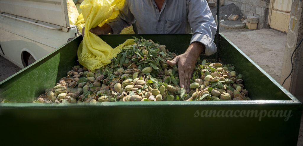 تولید بادام درختی