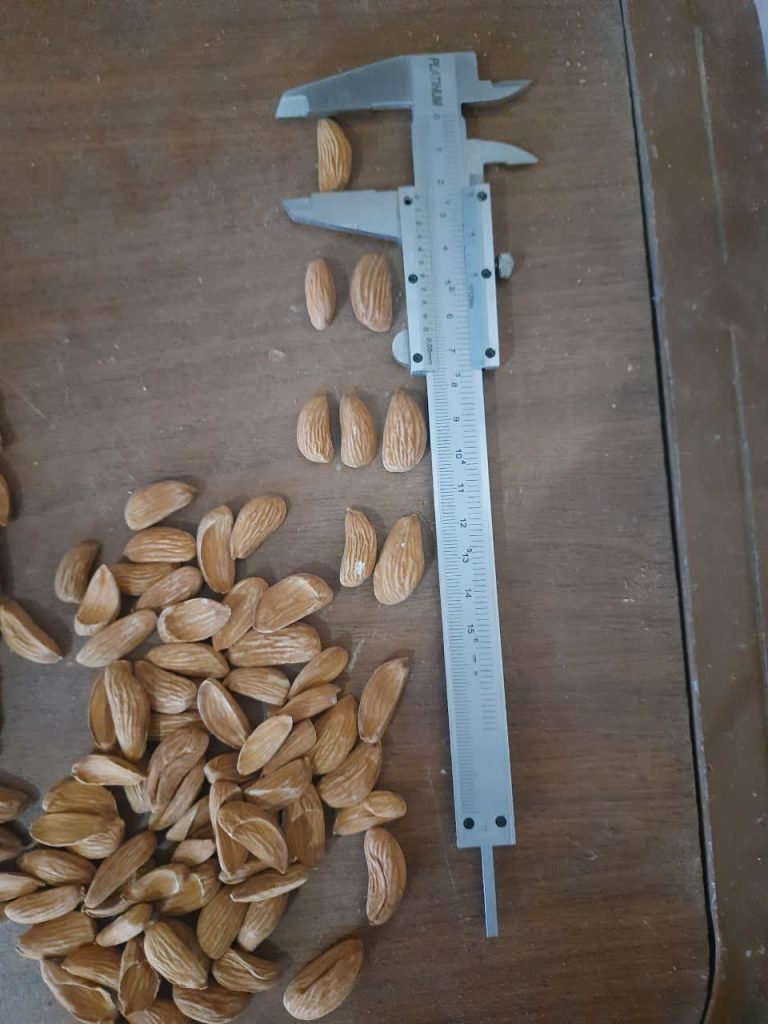 قیمت بادام مامایی