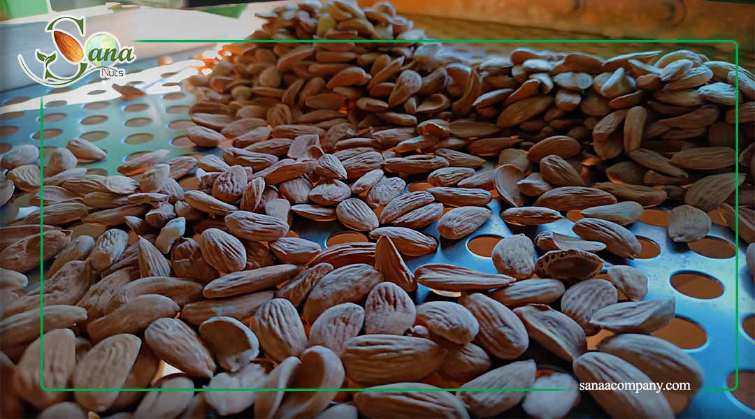 خرید بادام مامایی به قیمت عمده