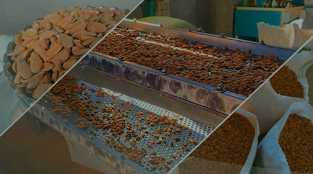 فروش مغز بادام ایرانی درجه یک