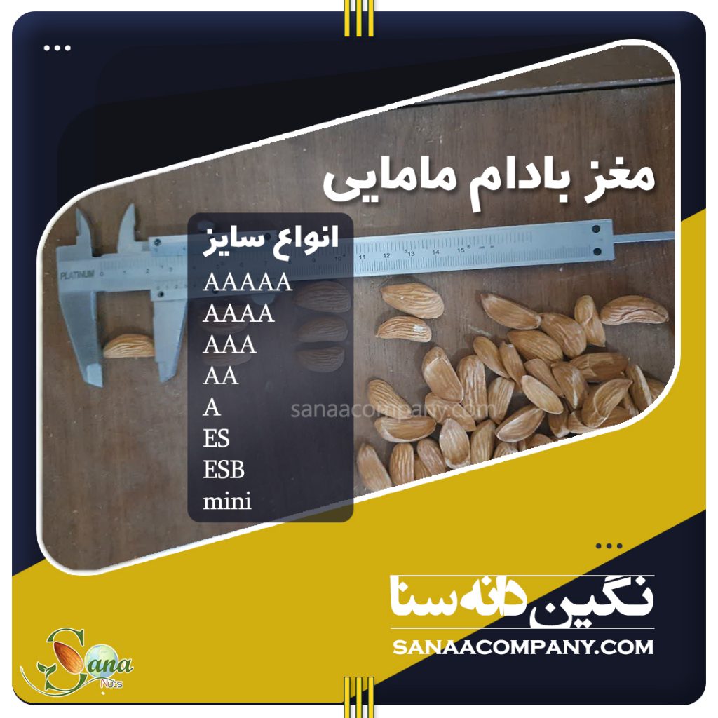 صادرات بادام مامایی